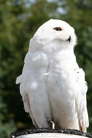 Wild life ( Chester Zoo & Dartmouth Birds  of Prey)