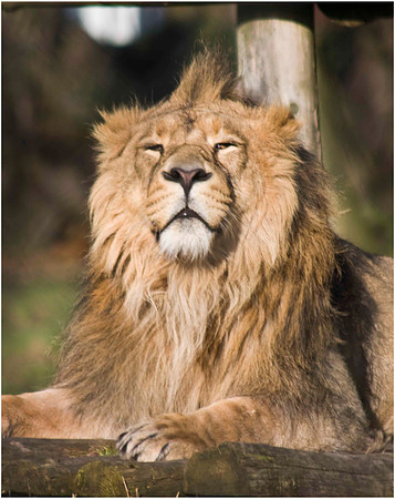 Wild life ( Chester Zoo & Dartmouth Birds  of Prey)