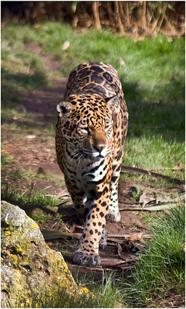 Wild life ( Chester Zoo & Dartmouth Birds  of Prey)