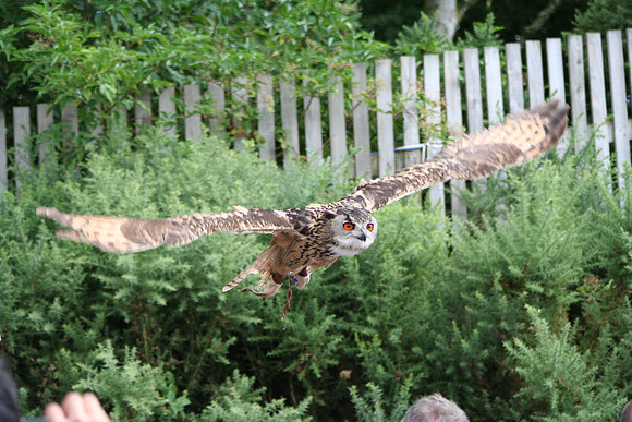 Wild life ( Chester Zoo & Dartmouth Birds  of Prey)