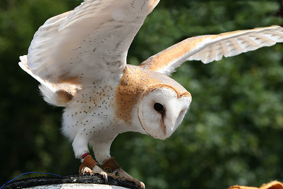 Wild life ( Chester Zoo & Dartmouth Birds  of Prey)