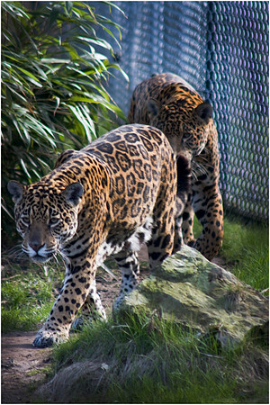 Wild life ( Chester Zoo & Dartmouth Birds  of Prey)
