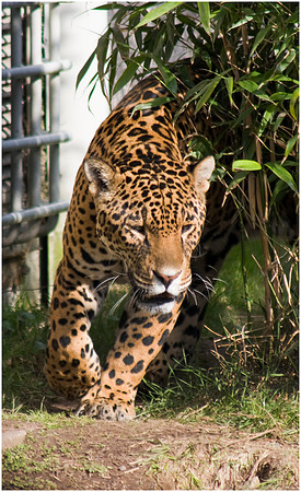Wild life ( Chester Zoo & Dartmouth Birds  of Prey)