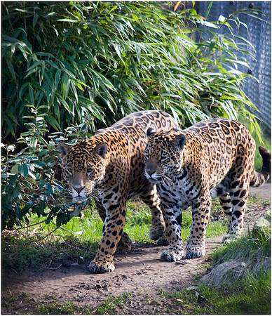 Wild life ( Chester Zoo & Dartmouth Birds  of Prey)