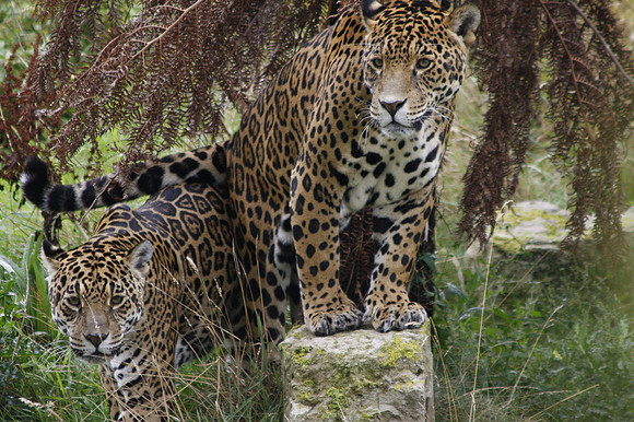 Wild life ( Chester Zoo & Dartmouth Birds  of Prey)