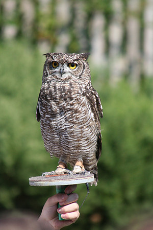 Wild life ( Chester Zoo & Dartmouth Birds  of Prey)