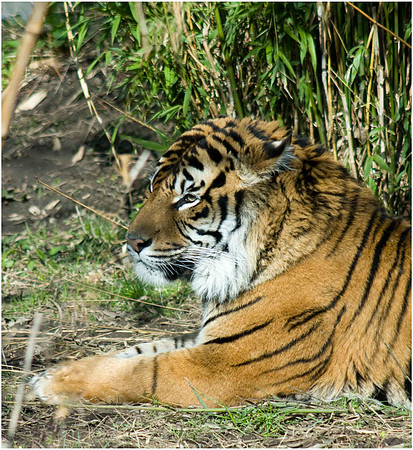 Wild life ( Chester Zoo & Dartmouth Birds  of Prey)