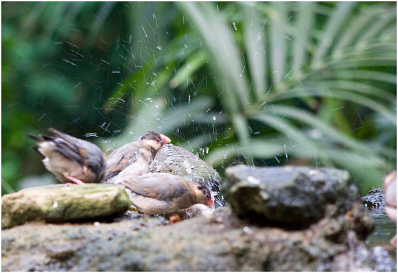 Wild life ( Chester Zoo & Dartmouth Birds  of Prey)