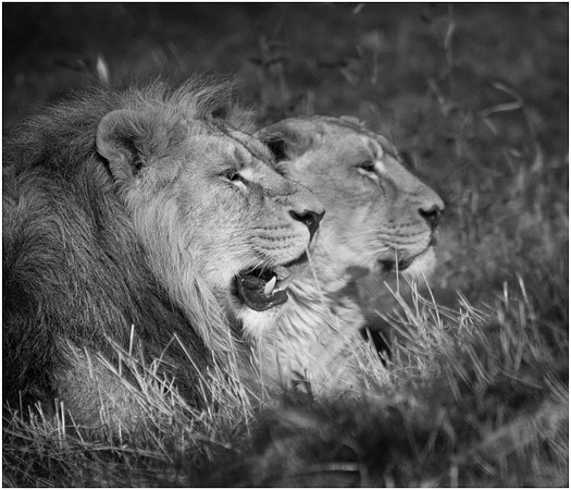 Wild life ( Chester Zoo & Dartmouth Birds  of Prey)