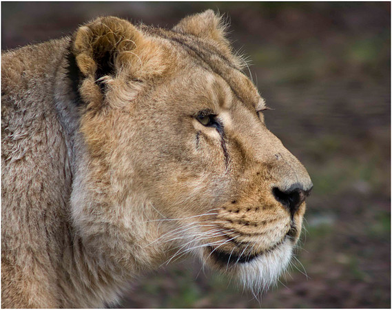 Wild life ( Chester Zoo & Dartmouth Birds  of Prey)