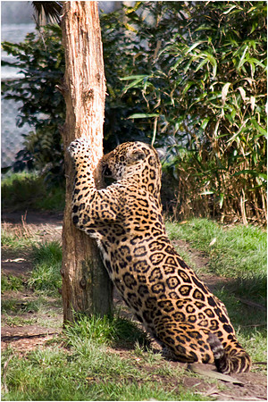 Wild life ( Chester Zoo & Dartmouth Birds  of Prey)
