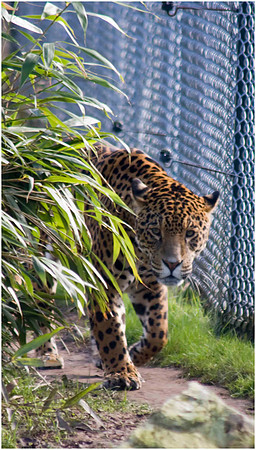 Wild life ( Chester Zoo & Dartmouth Birds  of Prey)