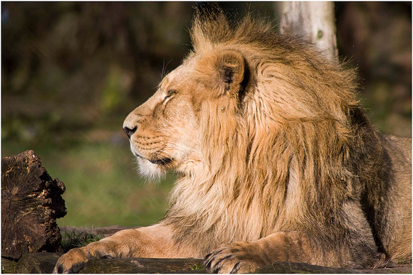 Wild life ( Chester Zoo & Dartmouth Birds  of Prey)