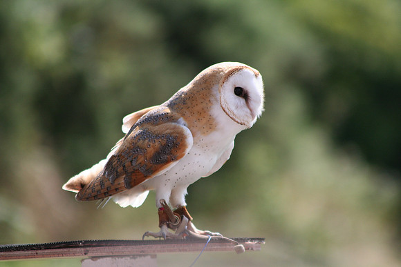 Wild life ( Chester Zoo & Dartmouth Birds  of Prey)