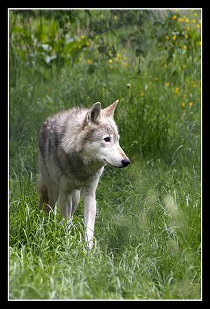Wolves