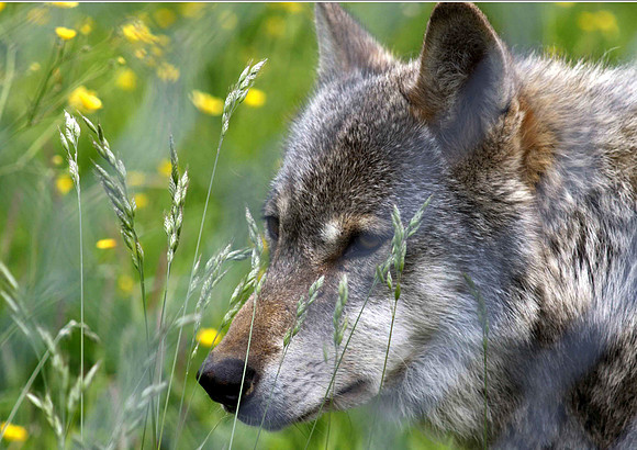 Wolves