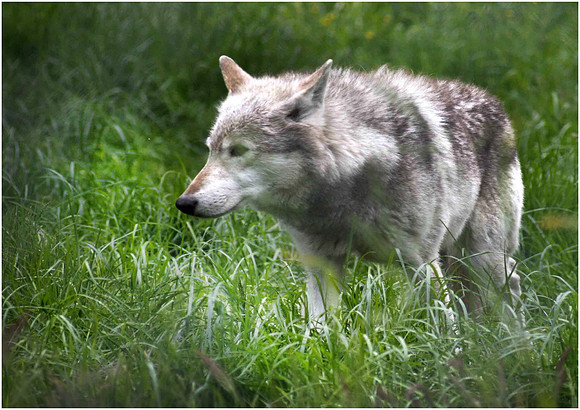 Wolves