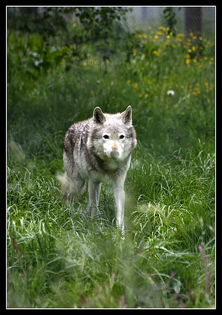 Wolves