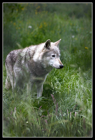Wolves