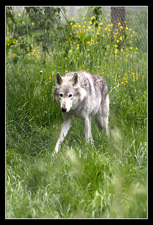 Wolves