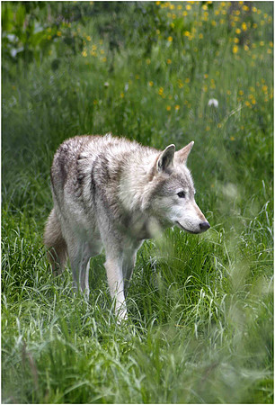 Wolves