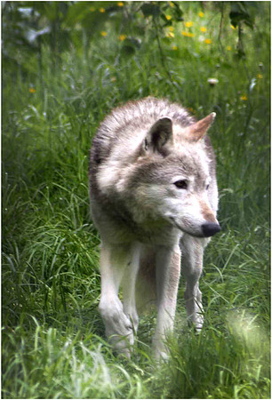 Wolves