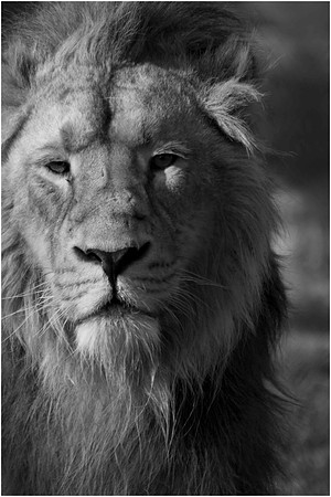 Wild life ( Chester Zoo & Dartmouth Birds  of Prey)