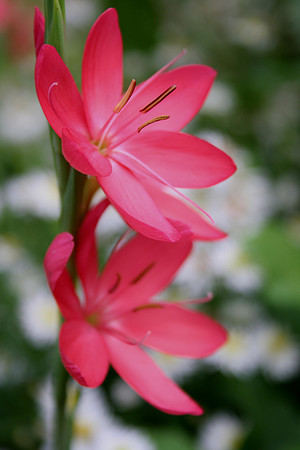 Flower Prints