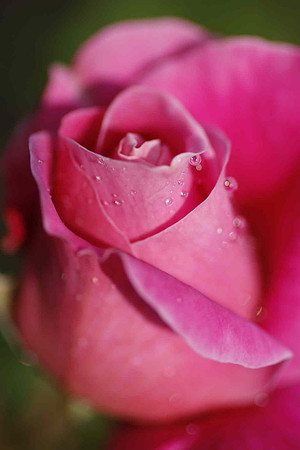 Flower Prints