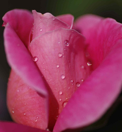 Flower Prints