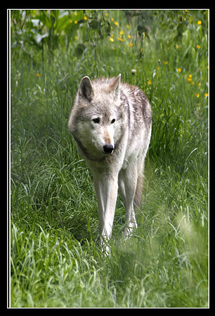 Wolves