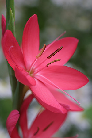 Flower Prints